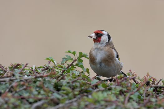 A close up of an adult goldfinch perched on a hedge looking to the left and with food in its beak