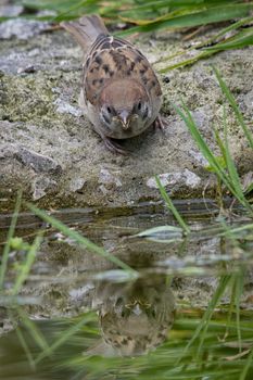 Close up of a tree sparrow drinking with reflection in the water upright vertical format