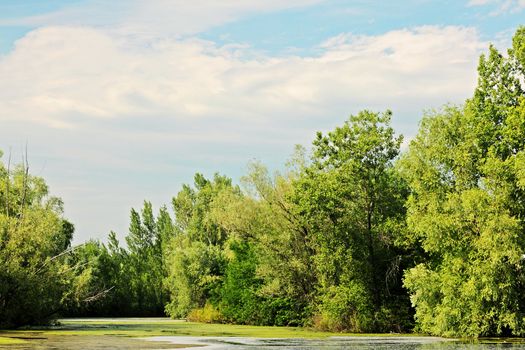 Overgrown with duckweed forest lake on a summer sunny day.