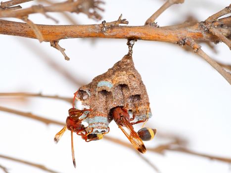 Wasp nest on tree branch, Wasp builder a small nest in small increments.
