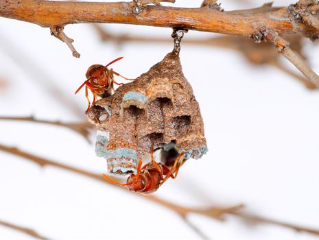 Wasp nest on tree branch, Wasp builder a small nest in small increments.