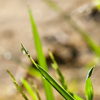 shiny drop of morning dew on the grass, the sun reflected in the drop