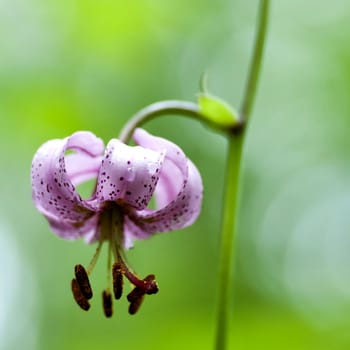 flower forest Lily with latin name Lilium martagon, medicinal plants included in the red book, with drops of dew