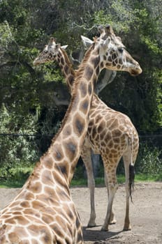 Giraffes (Giraffa camelopardalis) at a zoo.