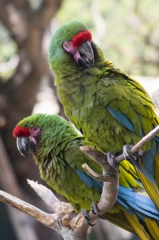 Colorful parrots at a zoo.