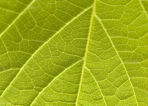 Leaf close-up