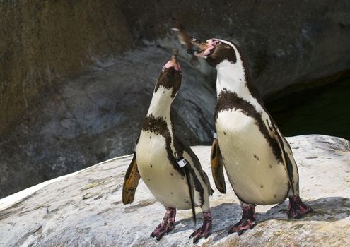 Penguins feeding at a zoo