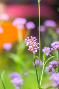 The background image of the colorful flowers, background nature