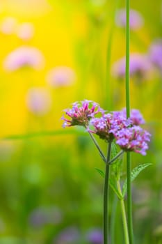 The background image of the colorful flowers, background nature