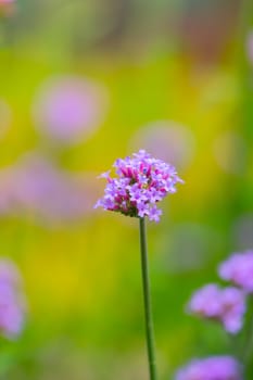 The background image of the colorful flowers, background nature