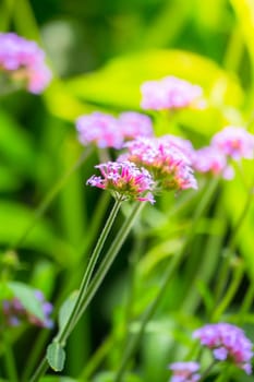 The background image of the colorful flowers, background nature