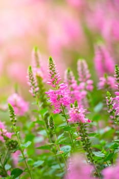 The background image of the colorful flowers, background nature