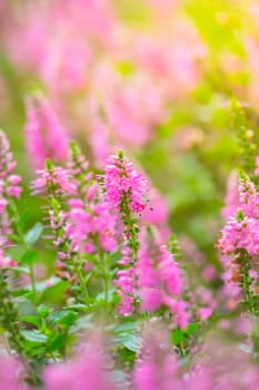 The background image of the colorful flowers, background nature