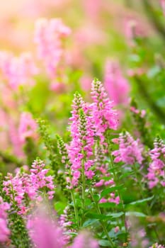 The background image of the colorful flowers, background nature