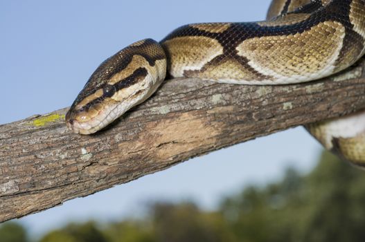 Ball Python (Python regius) wrapped on a limb