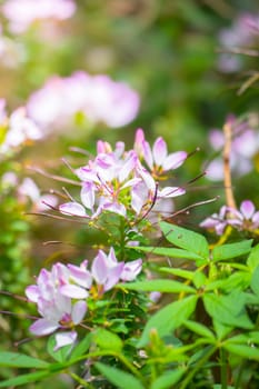 The background image of the colorful flowers, background nature