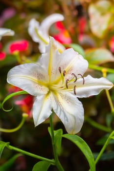 The background image of the colorful flowers, background nature