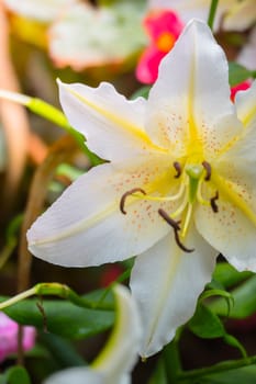 The background image of the colorful flowers, background nature