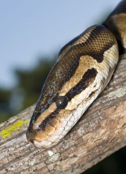 Ball Python (Python regius) wrapped on a limb