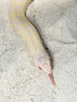 Albino Desert King Snake (getula splendida)