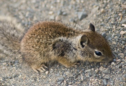 Chipmunk big sur