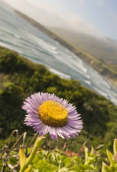 Native Seaside Daisy (Erigeron glaucus) growing along coastal bluffs of Big Sur, CA near Plaskett Creek.