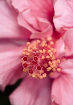 Hibiscus flower closeup