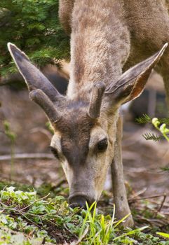 Wild Mule Deer (Odocoileus hemionus) eating in Crescent Meadow located in the Sequoia National Park, CA. Native to the western United States.