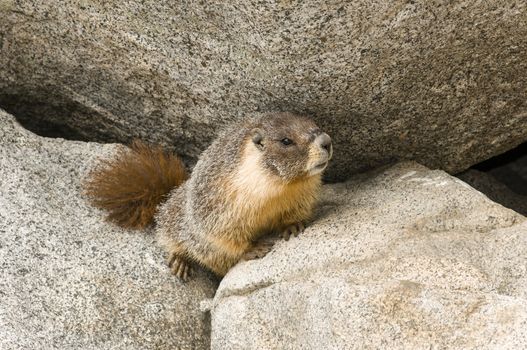 Wild Marmot (Marmota) near Tokopah falls located in the Lodgeple campground in the Sequoia National Park, CA. Native to mountainous regions of Europe, United States, and Canada.