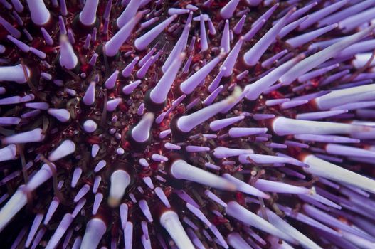 Purple Sea Urchin (Strongylocentrotus purpuratus) they feed on algae and are found in depths up to 30ft.  Little Scorpion, Santa Cruz, Channel Islands, 34°02 N 119°32W