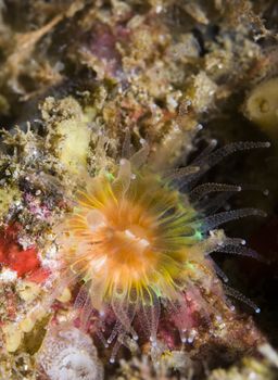 Brown Cup Coral (Paracythus stearnsi) reach up to 1.5 inches, on lower sides of rocky reefs in 30 to 200ft.