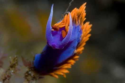 Flabellina iodinea (Spanish shawl)