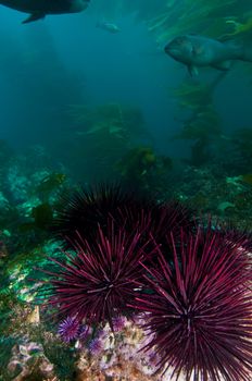 Undersea landscape near Anacapa Island, CA