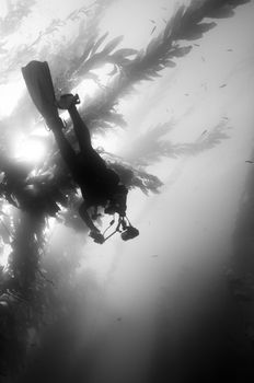 Underwater photographer  diving through kelp forest.  Unknown dive spot, Anacapa, Channel Islands, 34°00.92 N 119°22.51 W