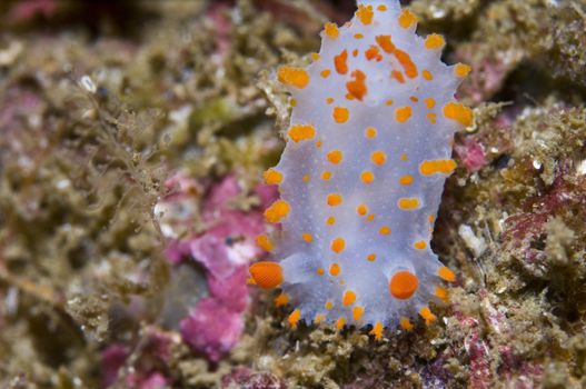 Triopha catalinae (Catalina triopha) (aka clown nudibranch) up to 70mm, Range from Alaska to Baja California, to California, to Japan.
