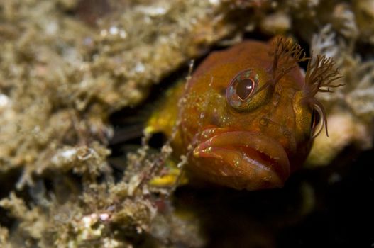 Fringehead