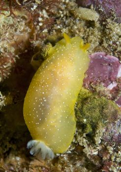 Dendrodoris S.P. Nudibranch