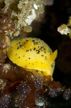 Peltodoris nobilis Nudibranch