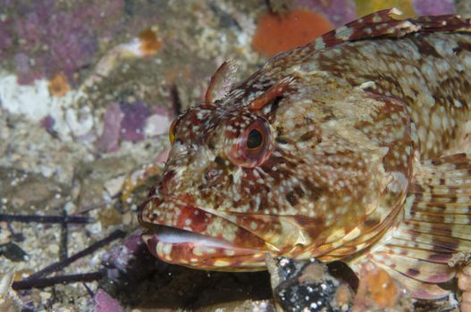 Rockfish along Flame Reef, Santa Cruz Island, CA