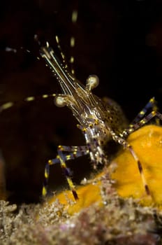 Coonstriped shrimp (Pandalus hypsinotus) up to 7.5 inches from 5-460m. Flame Reef, Santa Cruz, Channel Islands, 33°59.15 N 119°35.13 W