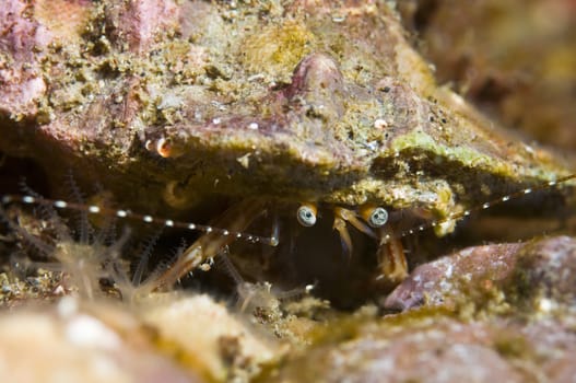 Hermit crab (Family Paguridae)