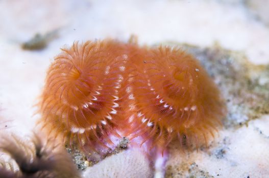 Spirobranchus giganteus commonly known as Christmas tree worms