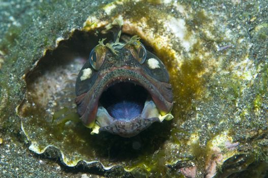 sarcastic fringehead (Neoclinus blanchardi)