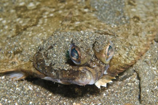 Sole, a flat fish of family Soleidae.  Little Scorpion, Santa Cruz, Channel Islands, 34°02 N 119°32W