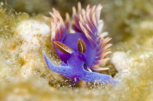 Flabellina iodinea (Spanish shawl)