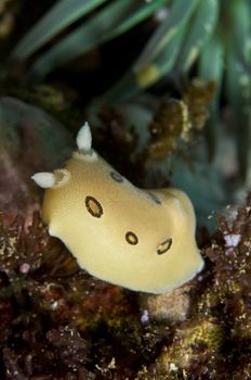 Diaulula sandiegensis (San Diego dorid) up to 80mm, from Alaska to Baja California, to Mexico and Japan.