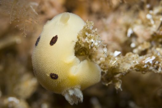 Diaulula sandiegensis (San Diego dorid) up to 80mm, from Alaska to Baja California, to Mexico and Japan. Potato Rock, Santa Cruz, Channel Islands, 34°02.93 N 119°35.90 W