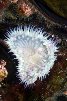 Aggregating Anemone (Anthopleura elegantissima) on reef off Channel Islands, CA