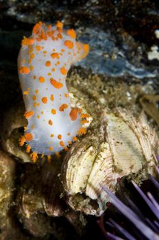 Triopha catalinae (Catalina triopha) (aka clown nudibranch) up to 70mm, Range from Alaska to Baja California, to California, to Japan.