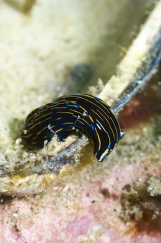 Navanax inermis: abound in mudflats and bays. Feeds on Nudibranchs, Monteray bay, CA to mexico. Potato Rock, Santa Cruz, Channel Islands, 34°02.93 N 119°35.90 W